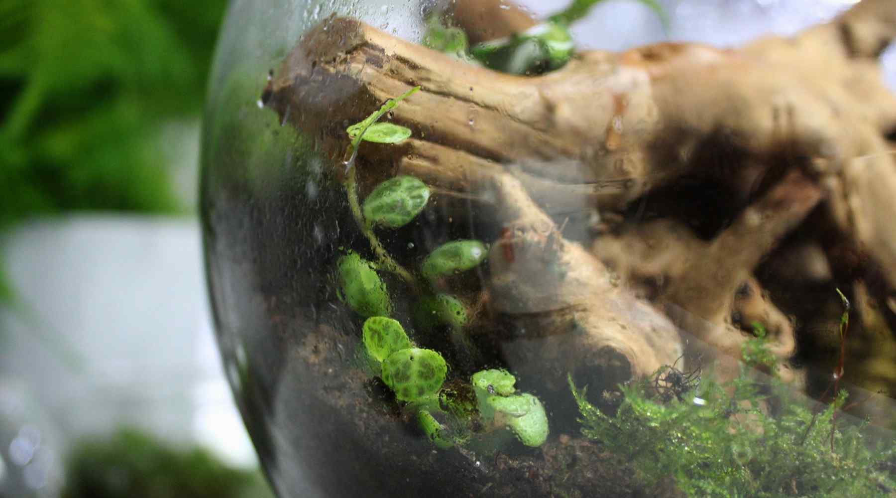 A Beginner's Guide to Terrariums Written by an Expert ome