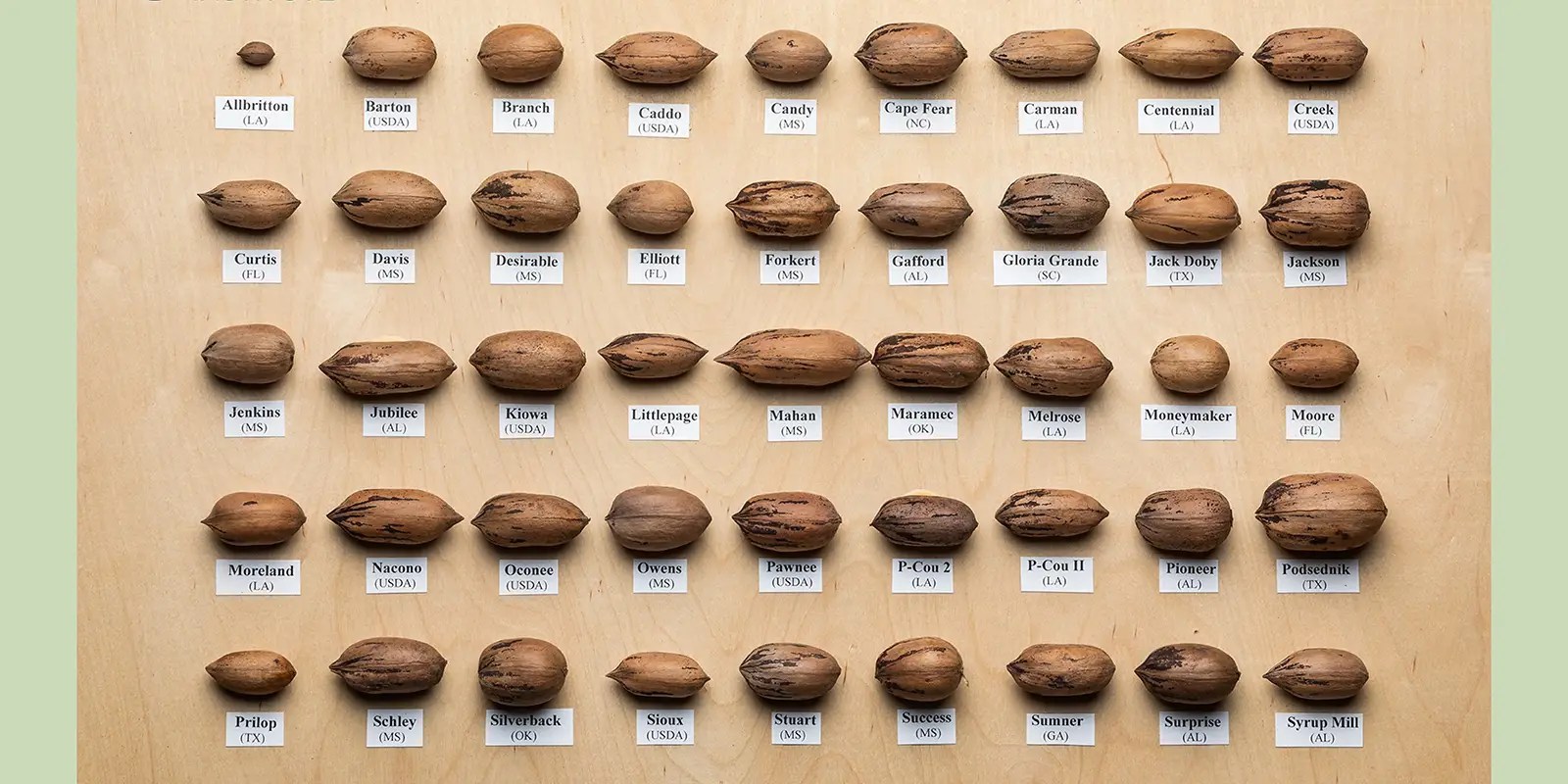 The History of Pecans From Native American Staple to Modern Superfood