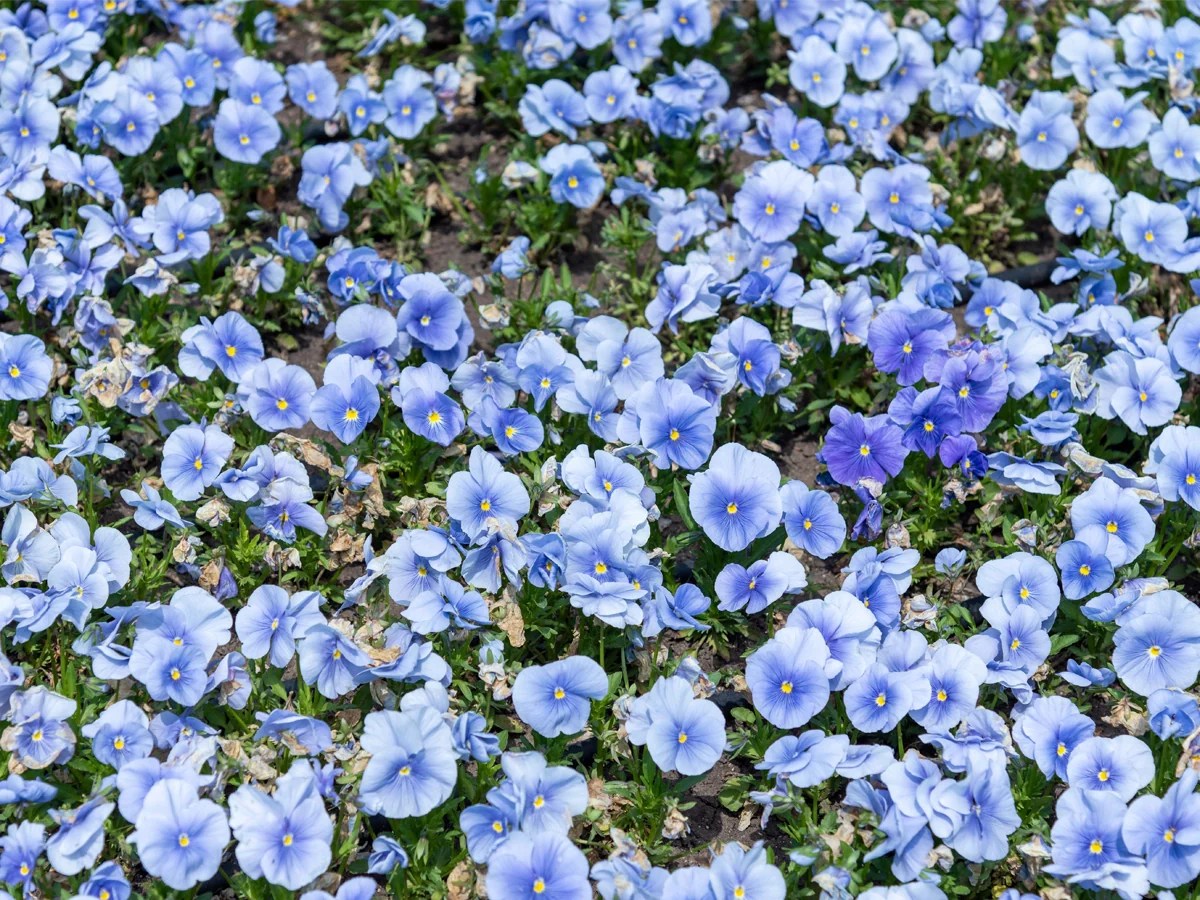 Pansy Plant Benefits, Uses, How to Grow at Home & Care Tips TrustBasket