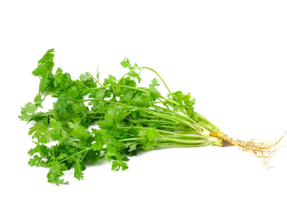 How to Grow Dhania Coriander Leaves at Home & Its Health Benefits