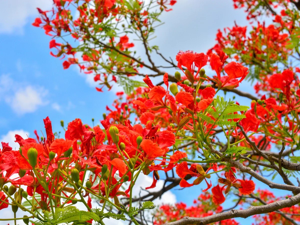 Gulmohar Tree Marvel How to Grow, Benefits & Expert Care Tips