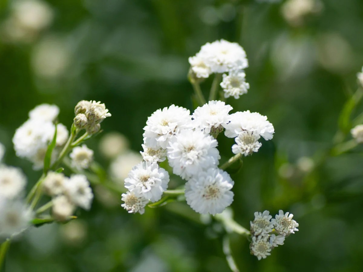 How to grow Gypsophila Facts, Benefits, Uses & Care Tips TrustBasket