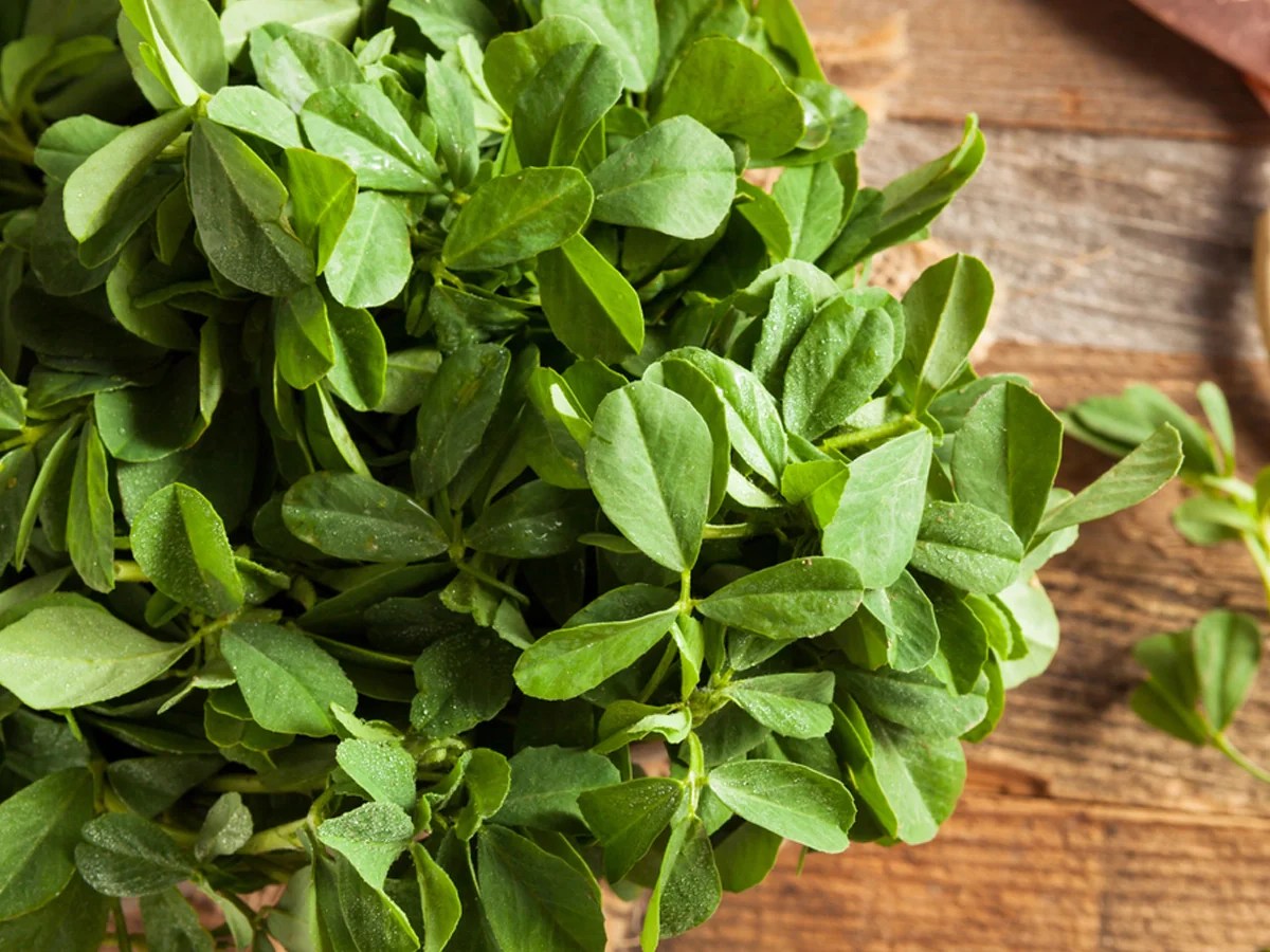 Growing Methi Benefits, Facts, and Expert Care Tips for Your Garden