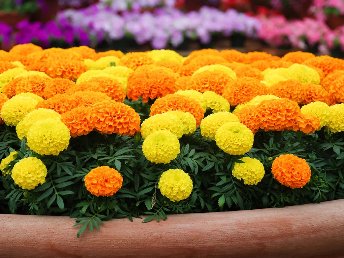 How to grow Marigold Genda Phool at Home Its Benefits & Care Tips TrustBasket