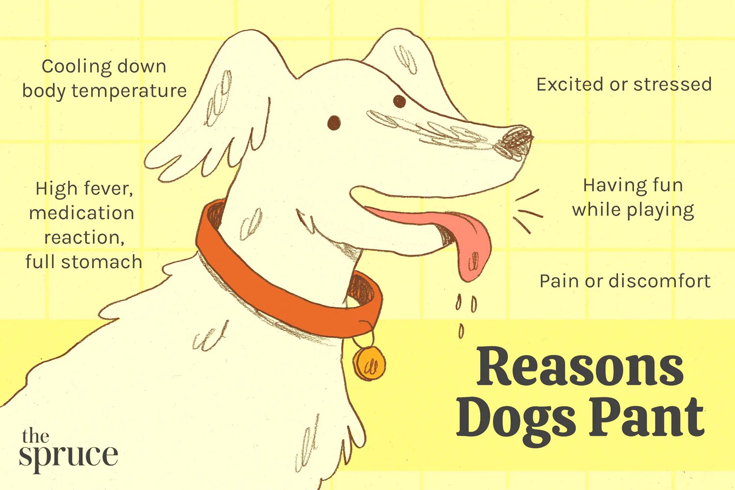What Does Excessive Panting In Dogs Mean? Majesda
