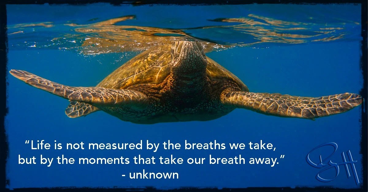 Can Sea Turtles Breathe Underwater