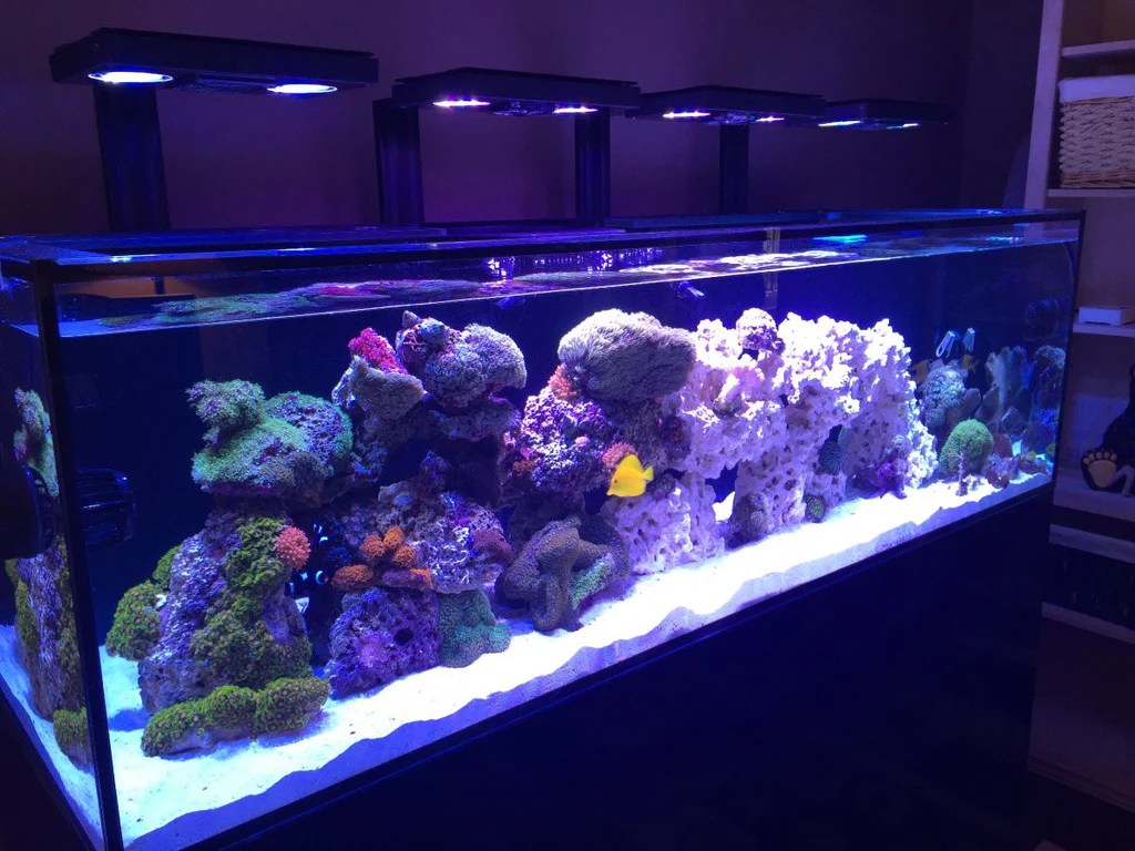 Dream Fish Tanks Online Aquarium Store
