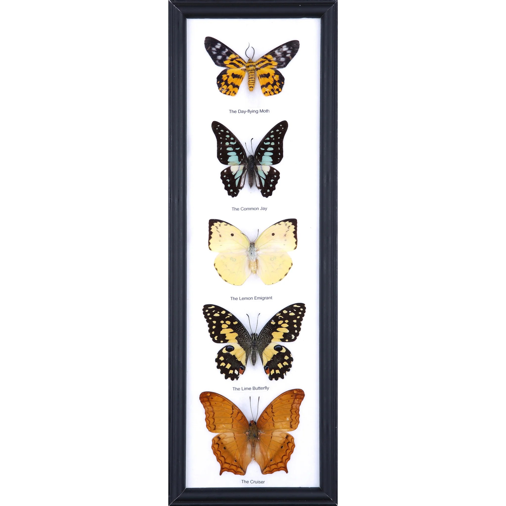 Five Taxidermy Butterflies Real Butterfly Framed Tall Natural