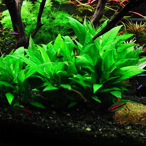 Hygrophila corymbosa (X3) AQUAPLANTAS Hygrophila corymbosa (X3) AQUAPLANTAS