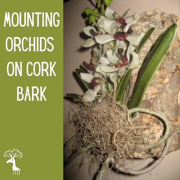 Benefits of Mounting Orchids on Cork Bark CorkHouse