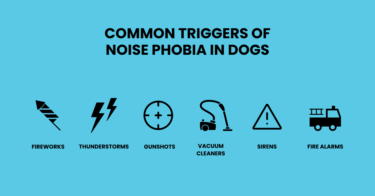 Understanding and Managing Noise Phobia in Dogs Rex Specs