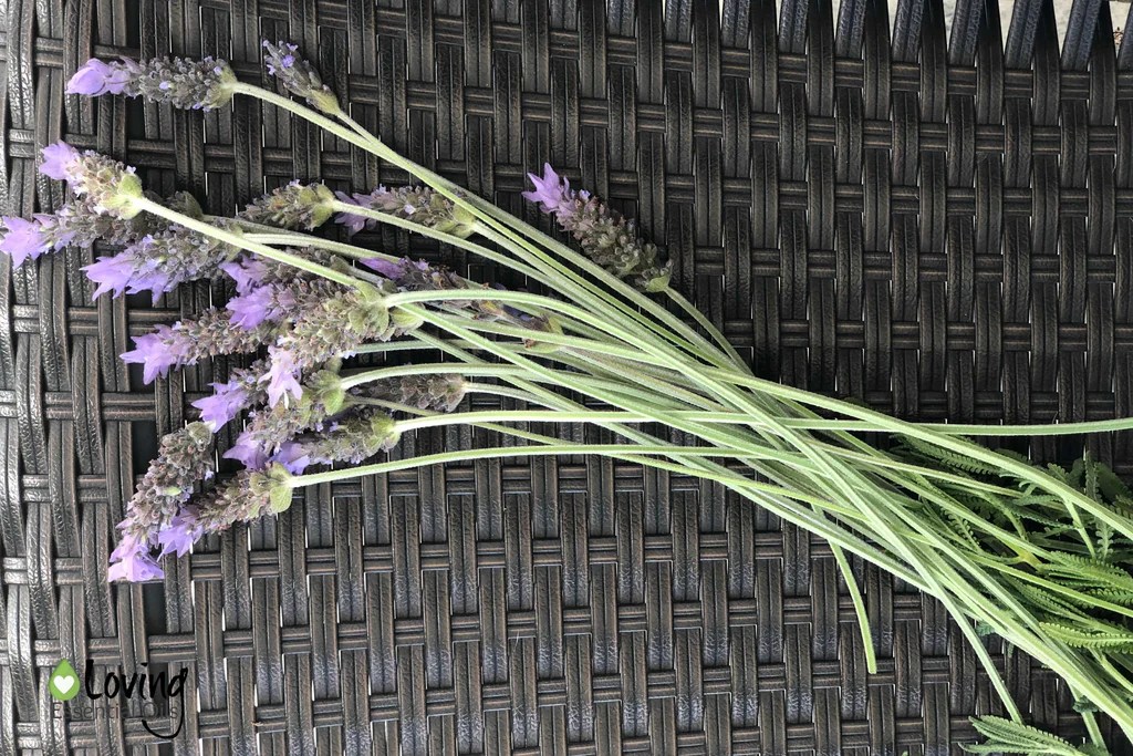 How to Dry Lavender and Ideas for Use Loving Essential Oils