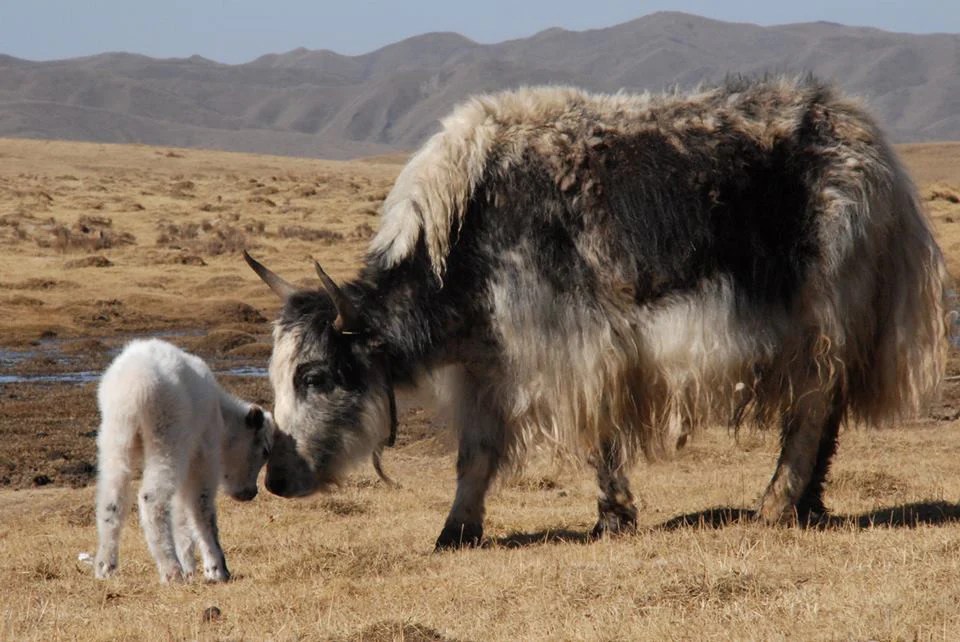 The softest Yak wool for babies. Ethical Luxury, Norlha