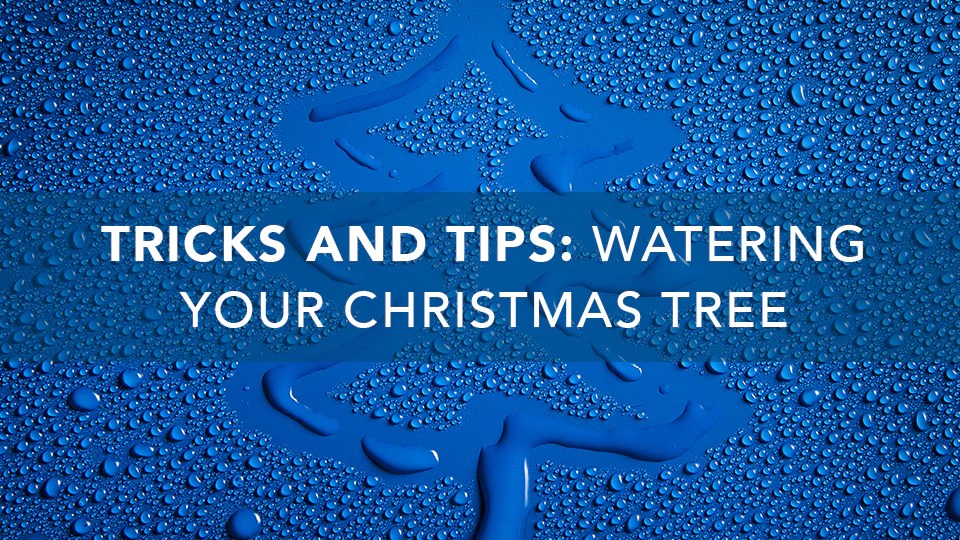 Christmas Tree Watering Tips & Tricks Clearly Filtered