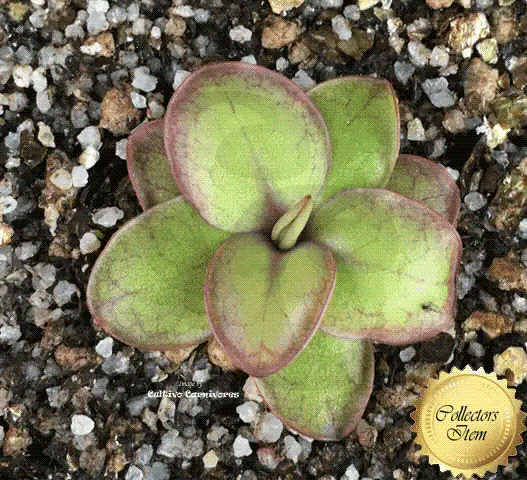 Pinguicula / Butterworts for sale Cultivo Carnivores