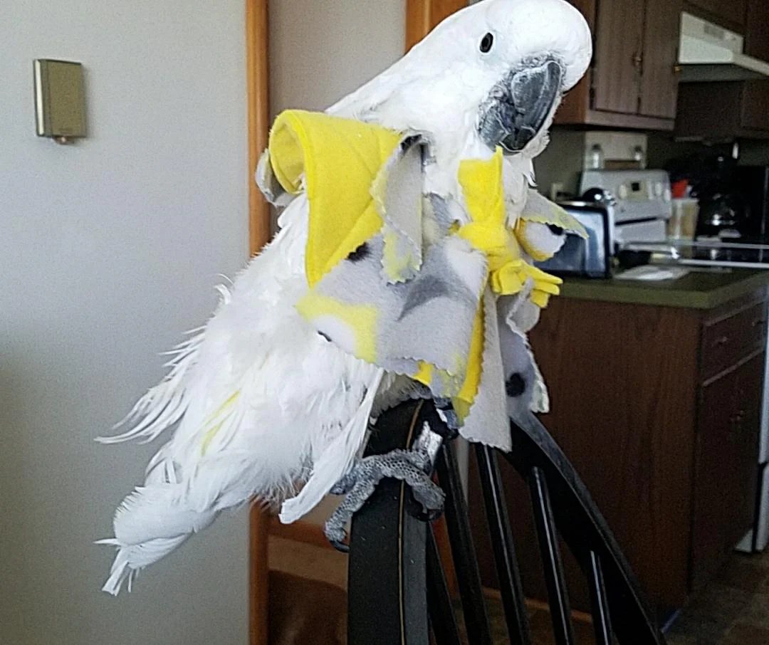 parrot-collar-stop-plucking