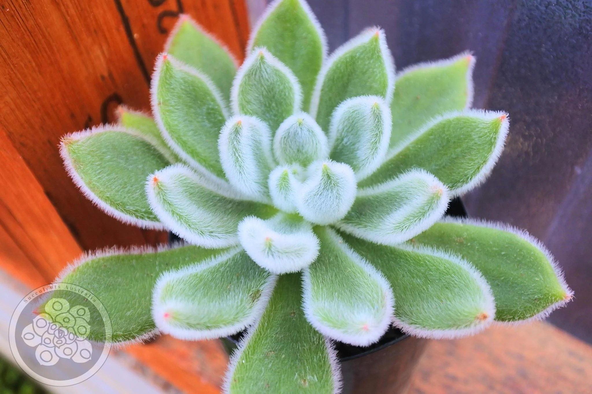 Echeveria Doris Taylor Succulents Australia Sales