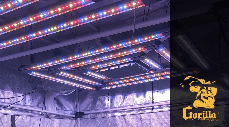 Do LED Lights Help Plants Grow?