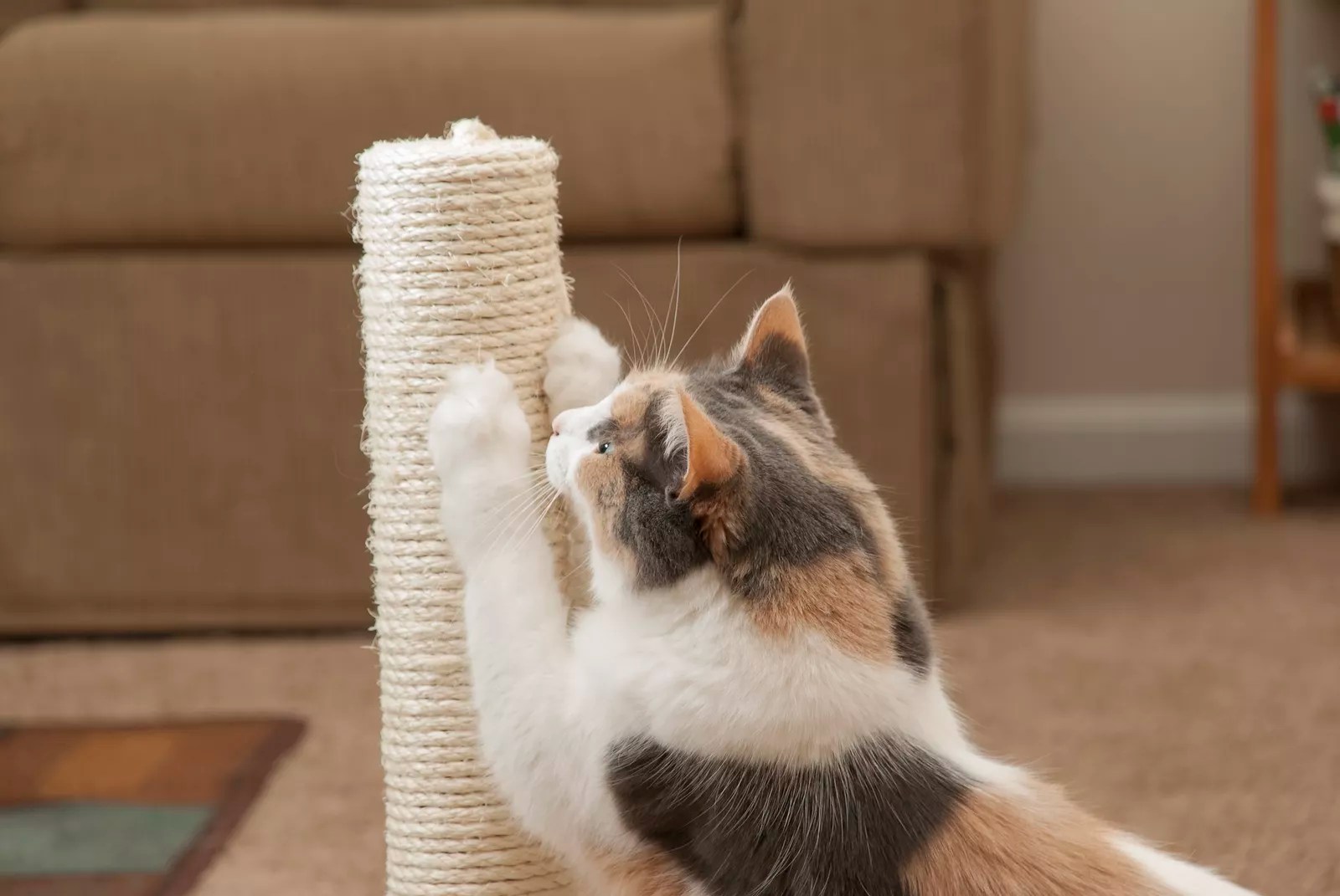 Is Declawing Cats Bad? Why You Shouldn't Have Cats Declawed Pet Parents®