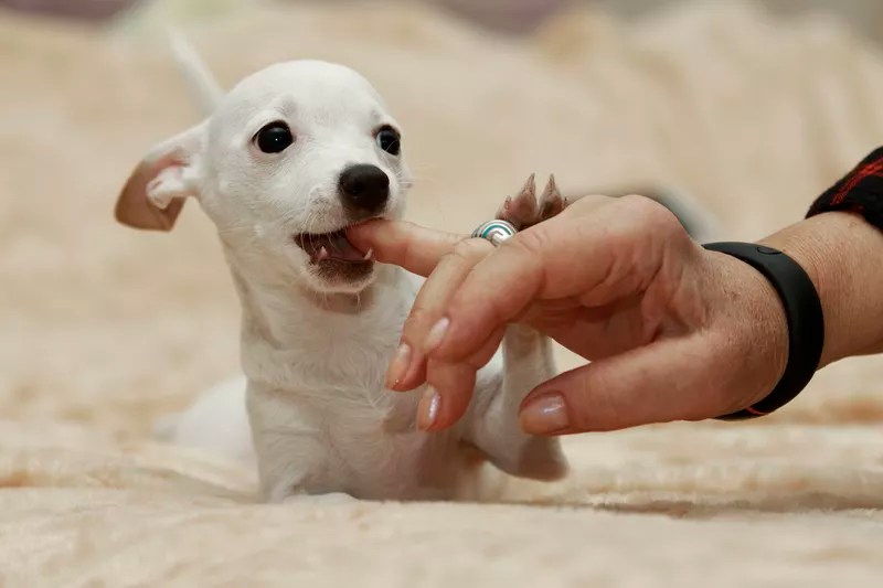 How to Get Your Puppy to Stop Play Biting Pet Parents®