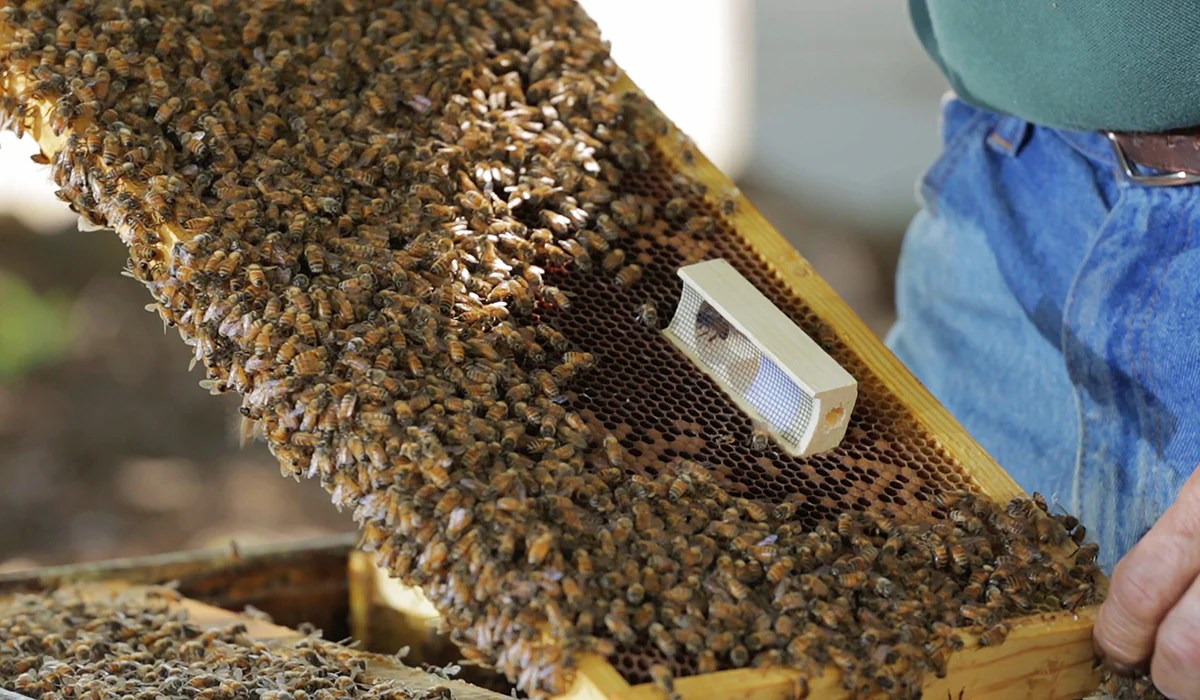 Tutorials Olivarez Honey Bees, Inc.