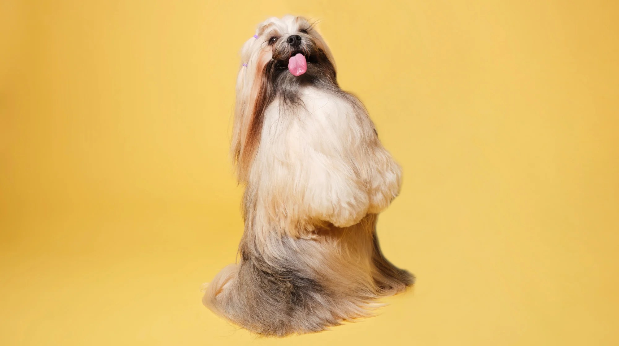 How to improve your dog’s coat, condition & skin Pooch & Mutt