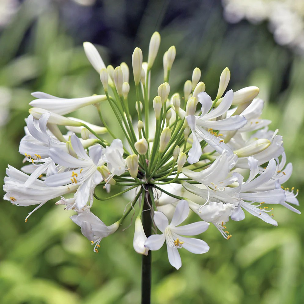 Agapanthus Planting Guide Easy To Grow Bulbs