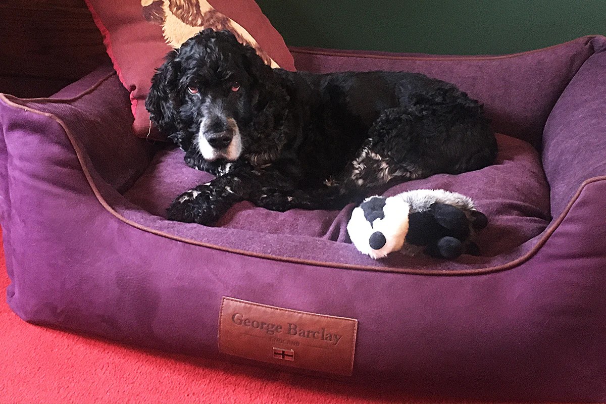 The Best Dog Beds For Older Dogs Barclay