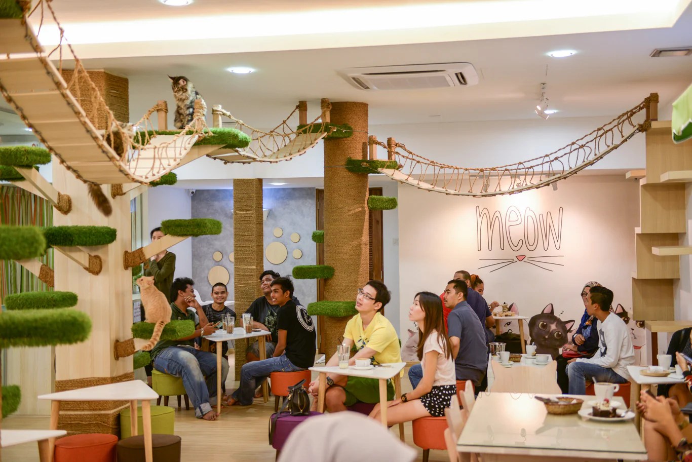 CATS Cafe (JB) Cats At Their Sanctuary tuft + paw