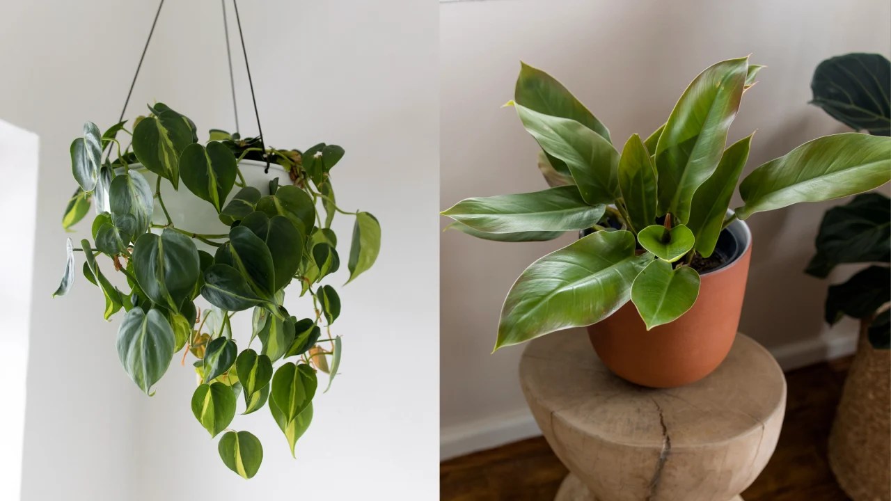 Philodendrons SelfHeading vs Trailing Plantify Urban Nursery