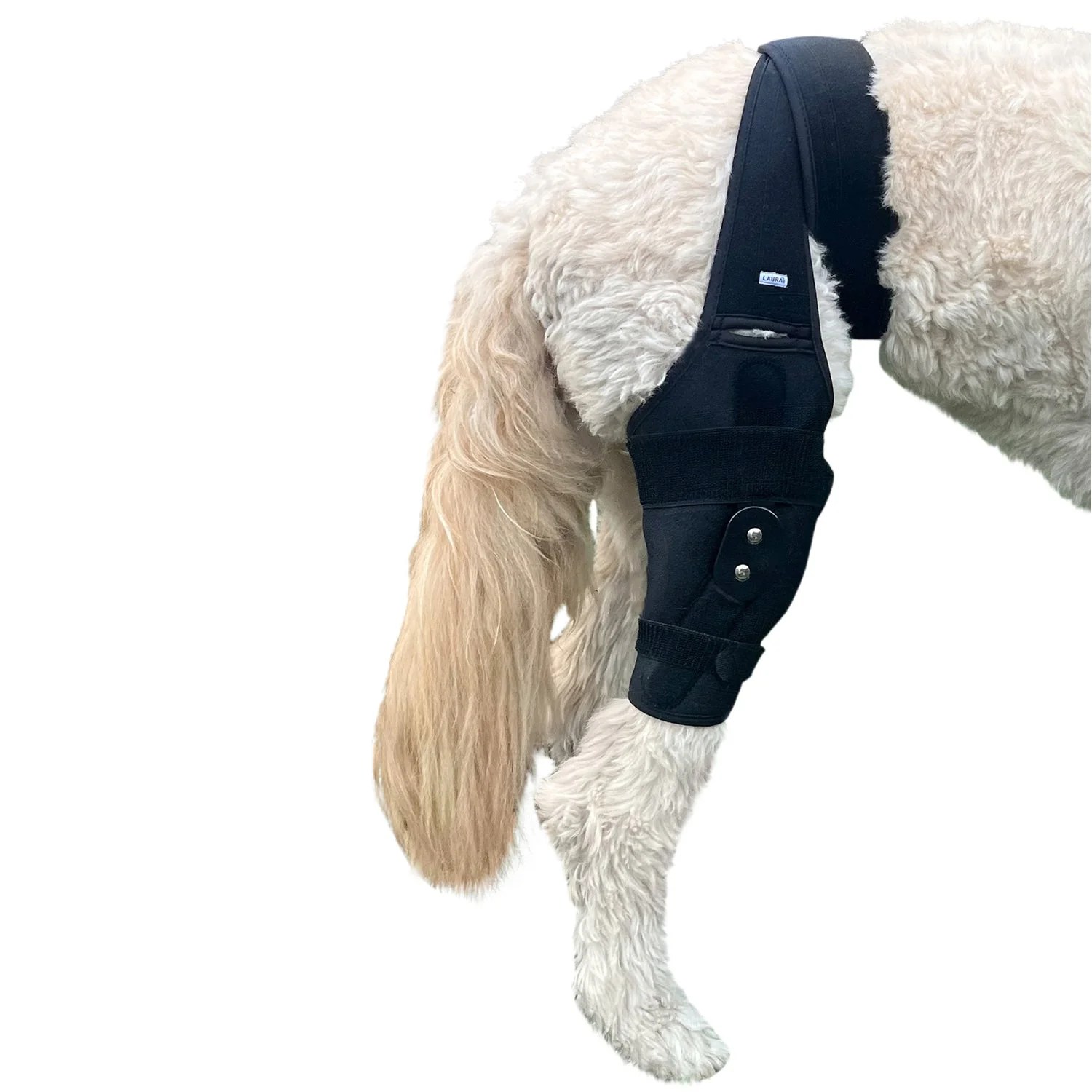 Canine Support Products Orthopedic Braces For Dogs