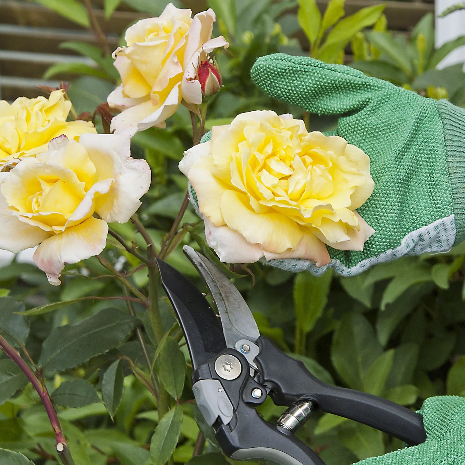 What You Need to Know About Pruning Roses Roger's Gardens