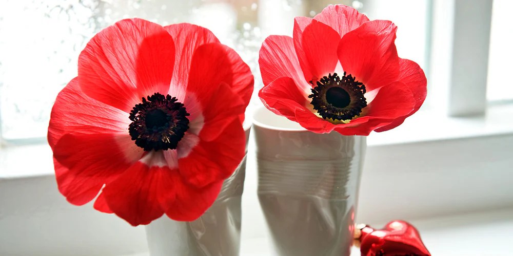 How to Grow Anemones? DutchGrown™ Growing & Planting Guide
