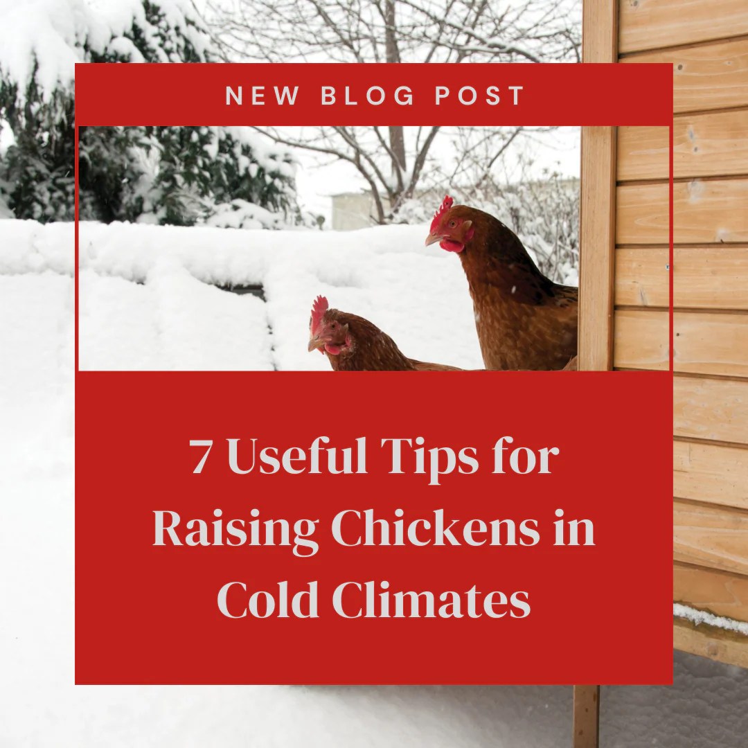 7 Useful Tips for Raising Chickens in Cold Climates Backyard Barnyard