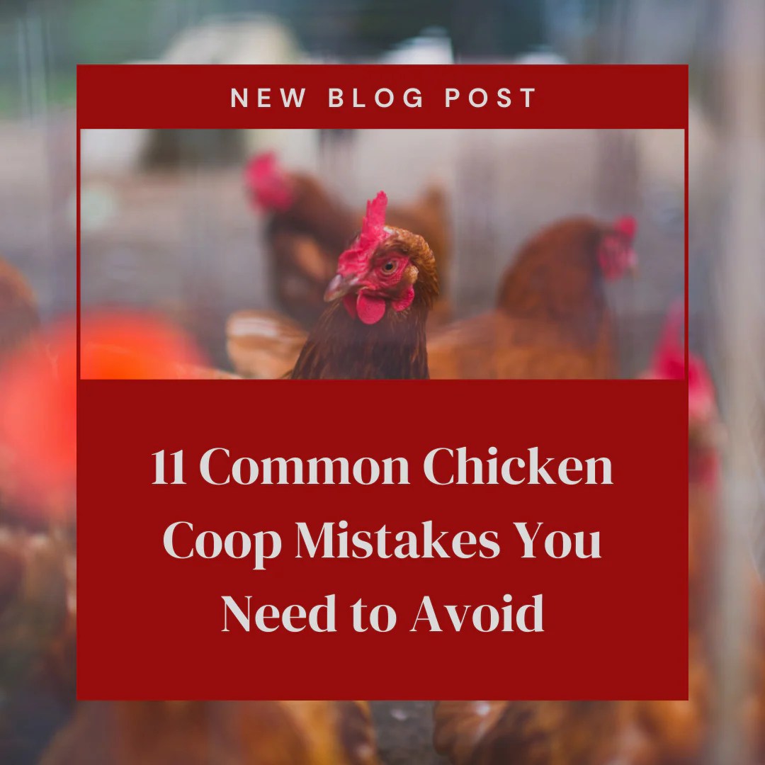 11 Common Chicken Coop Mistakes You Need to Avoid Backyard Barnyard