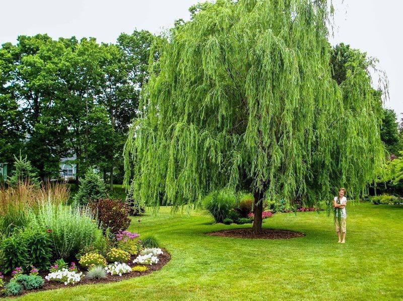 Shade Trees Fast Growing Shade Tree PlantingTree