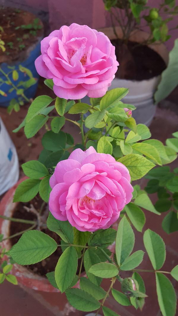 Paneer Climber Rose Flowering Plants Exotic Flora