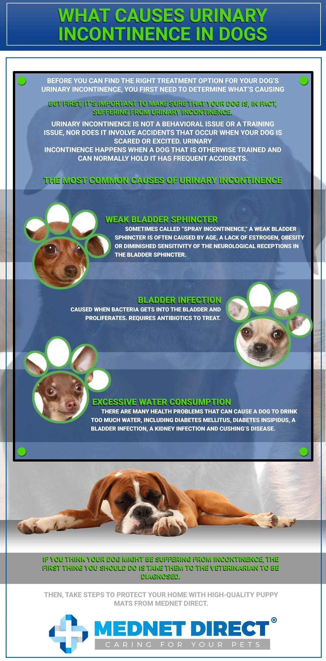 Diabetes Insipidus Treatment In Dogs DiabetesWalls