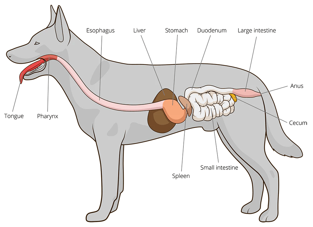How Can I Improve My Dogs Digestion