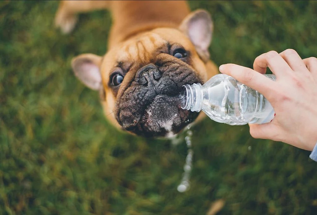 Why Does My French Bulldog Drink So Much Water? Frenchie World Shop