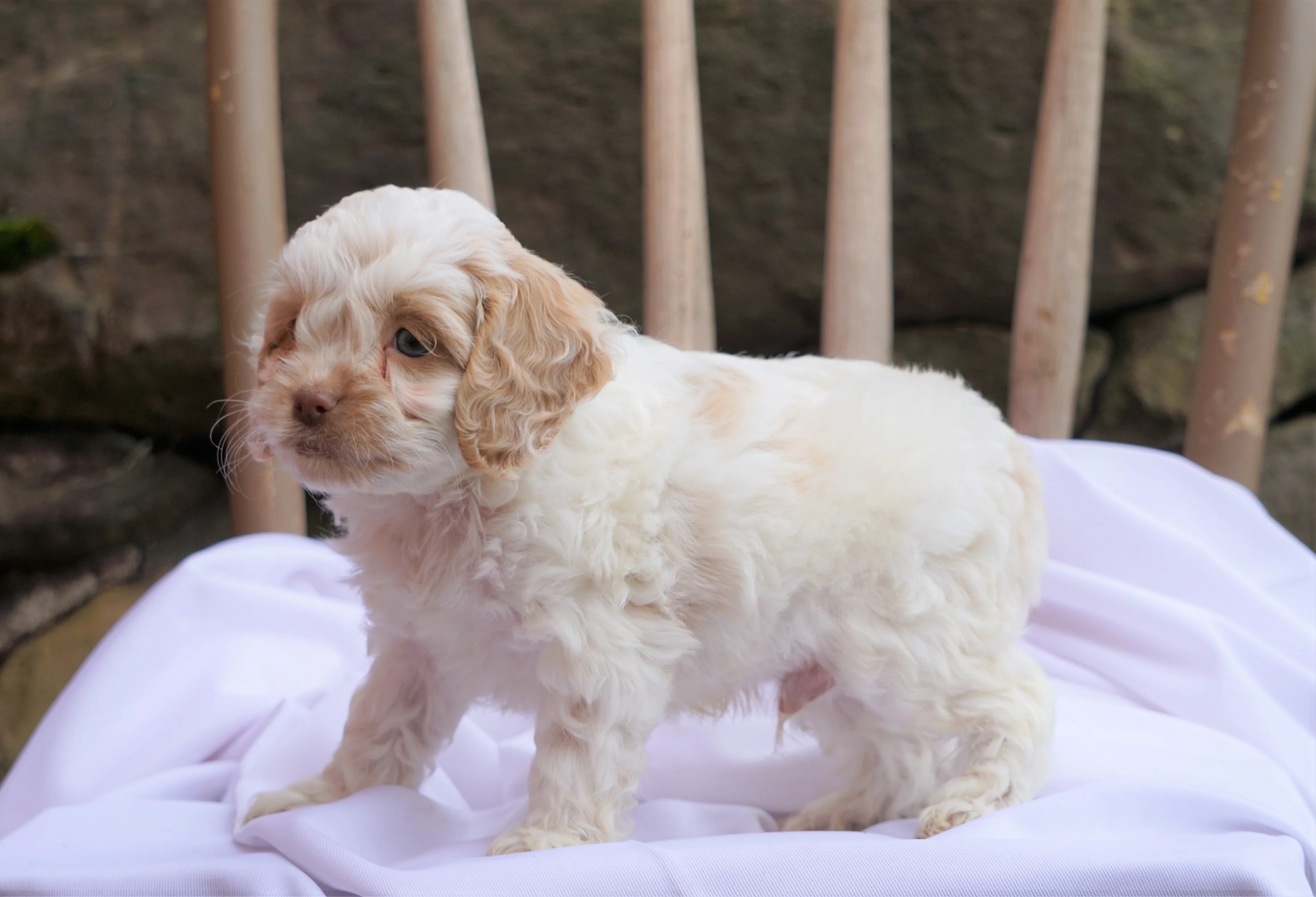 Cockapoo Puppy For Sale Millersburg, OH Male Houston AC Puppies LLC