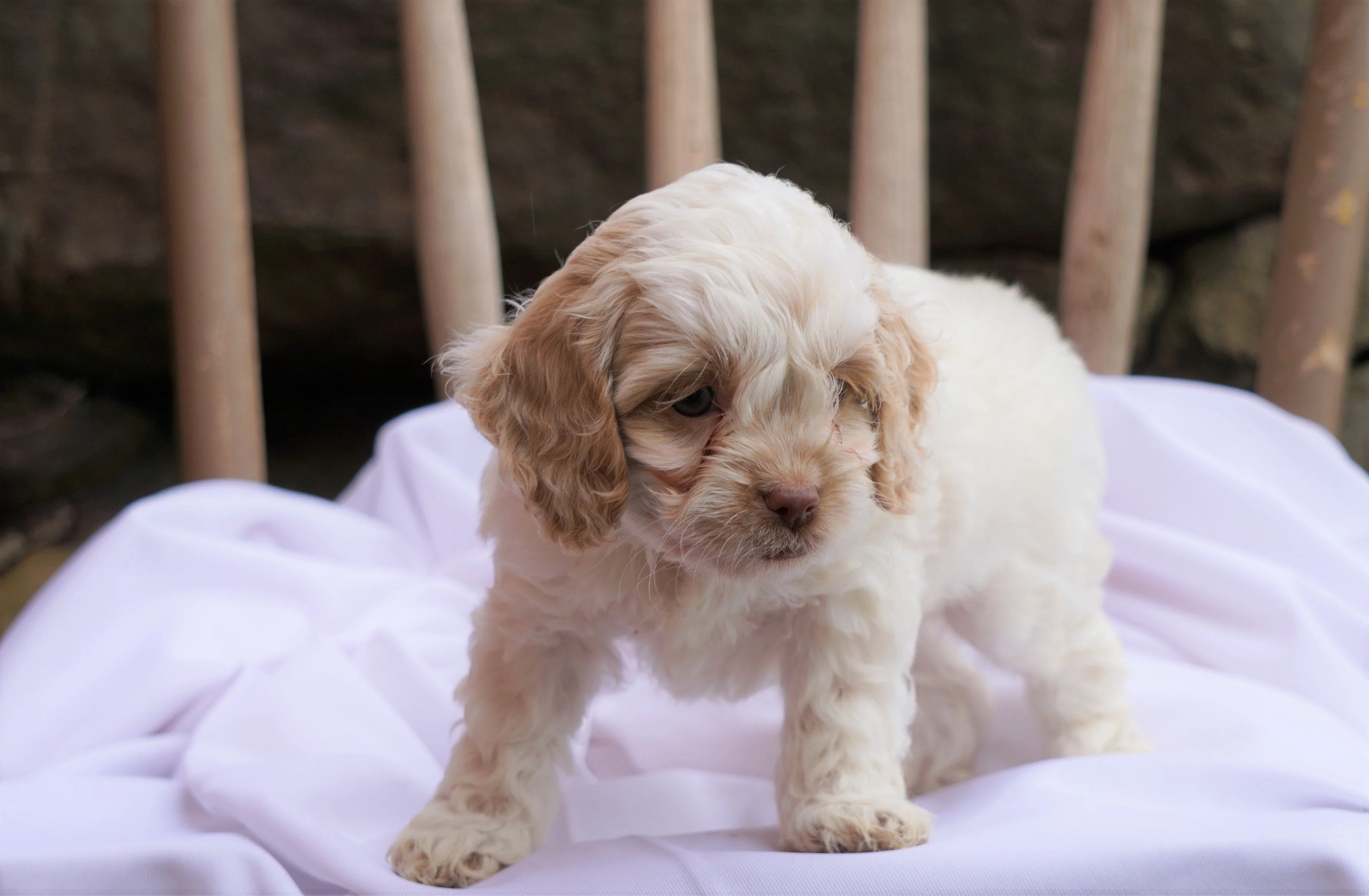 Cockapoo Puppy For Sale Millersburg, OH Male Houston AC Puppies LLC
