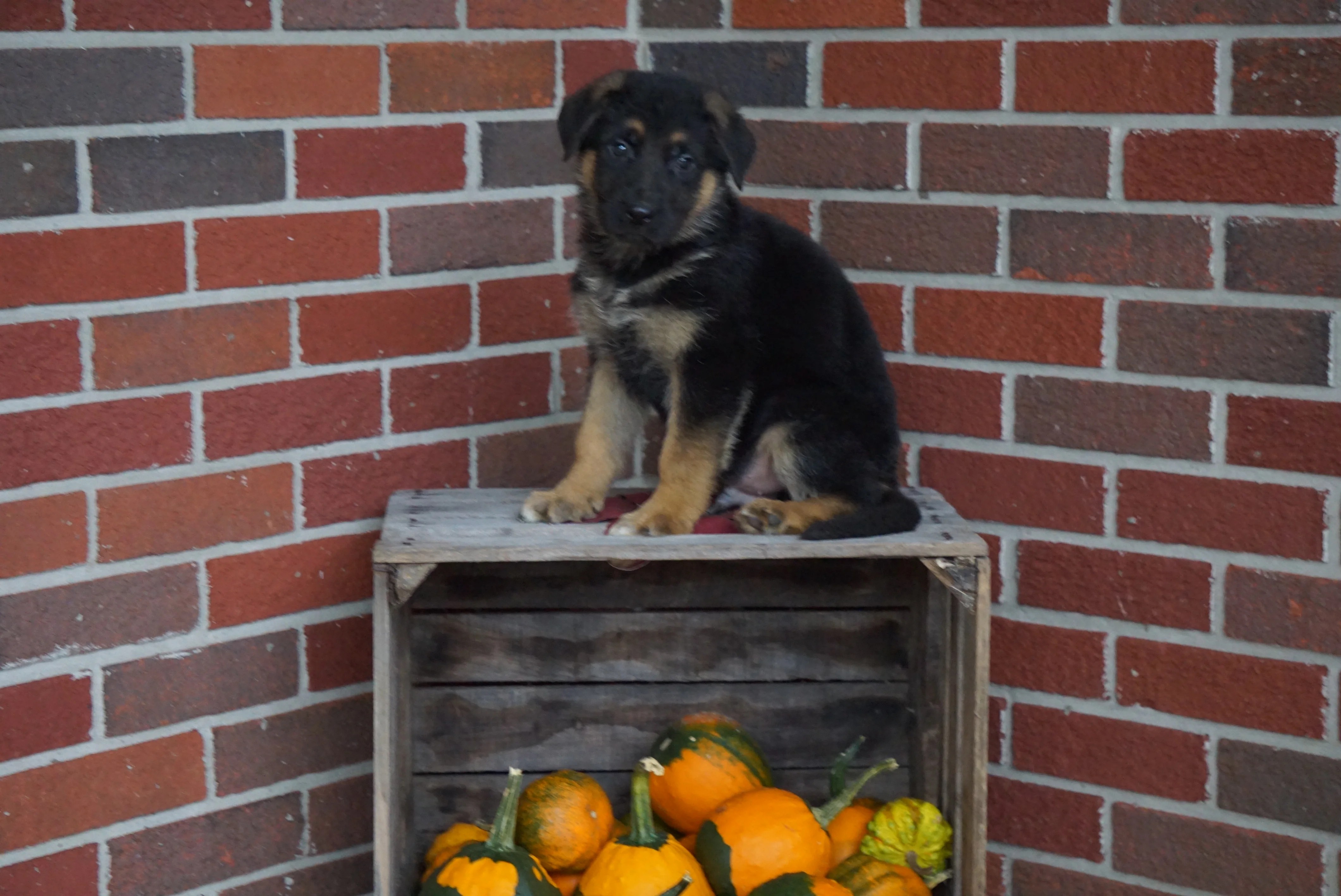 AKC Registered German Shepherd For Sale Millersburg, OH