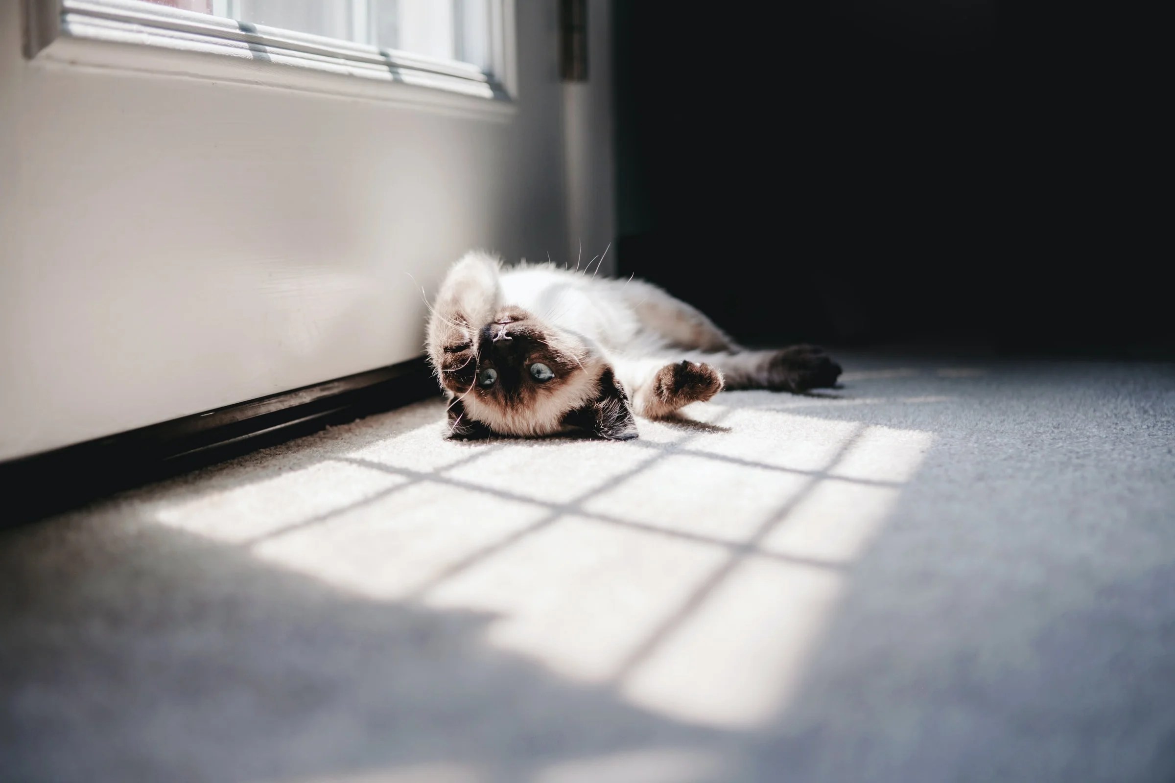 Does Your Cat Have Spring Fever? Neater Pets