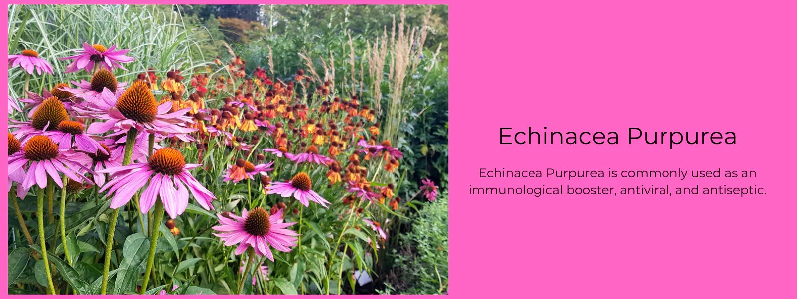 Echinacea Purpurea Health Benefits, Uses and Important Facts