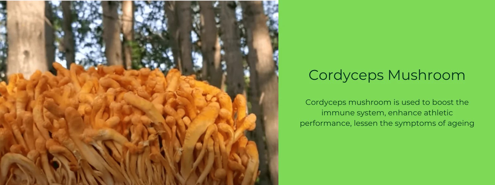 Cordyceps Mushroom Health Benefits, Uses and Important Facts