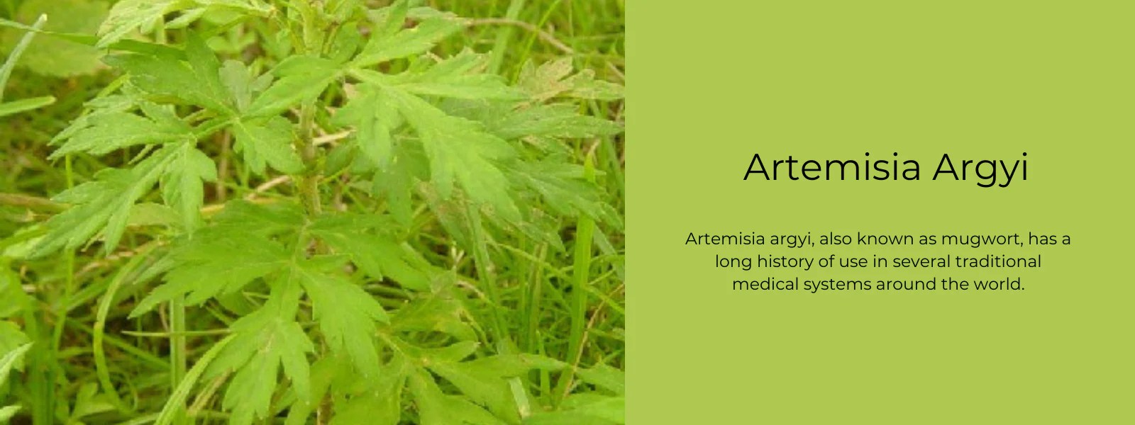 Artemisia Argyi Health Benefits, Uses and Important Facts