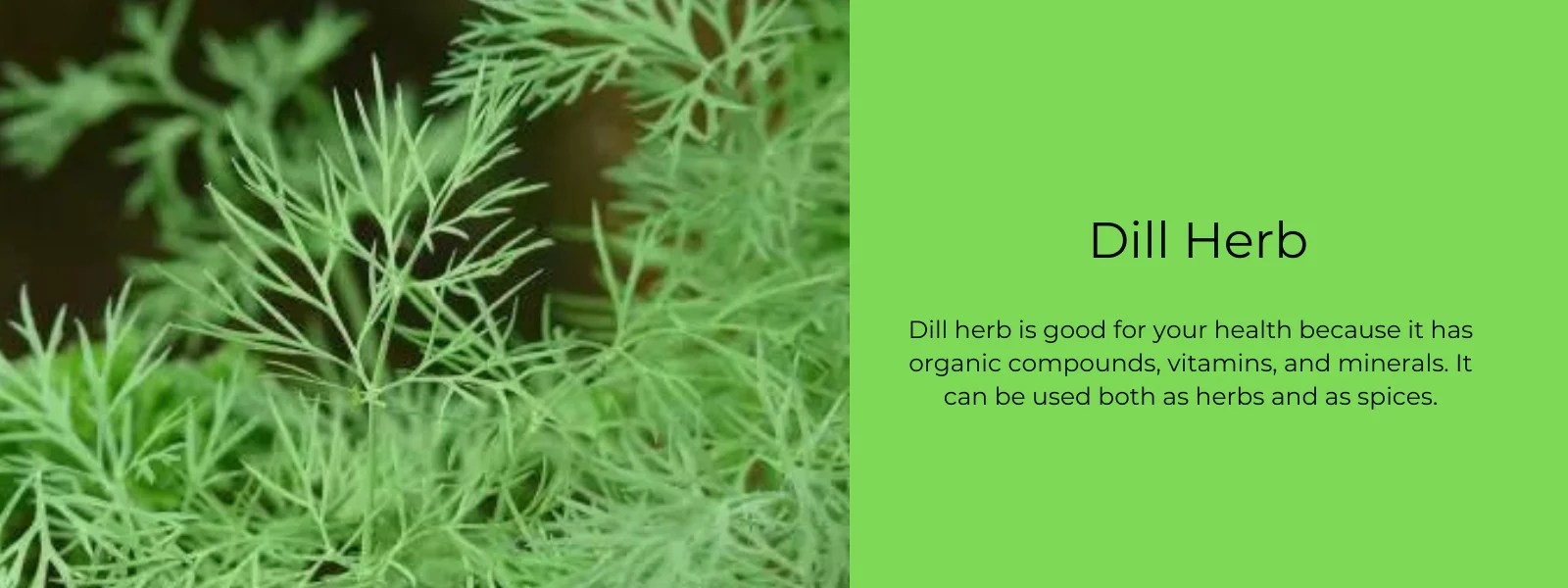 Dill Herb Health Benefits, Uses and Important Facts PotsandPans India