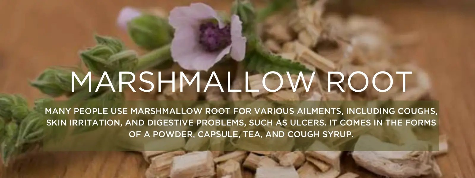 Marshmallow root Health Benefits, Uses and Important Facts