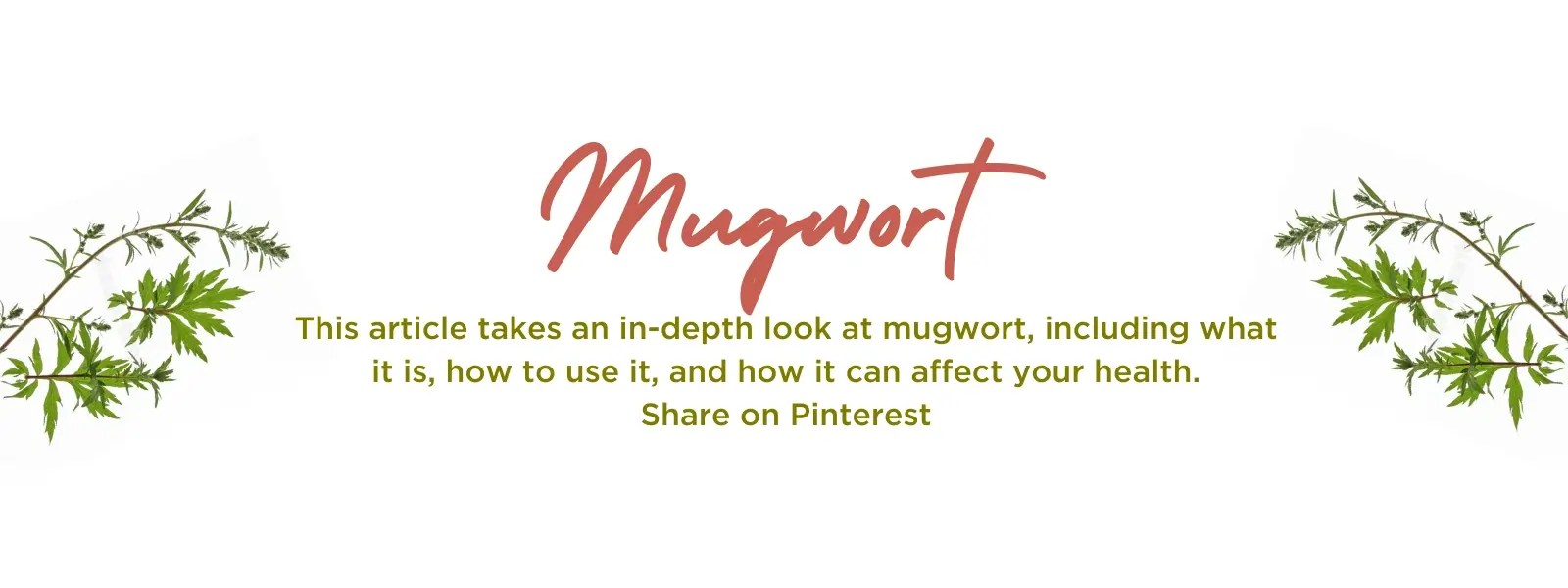 Mugwort Health Benefits, Uses and Important Facts PotsandPans India